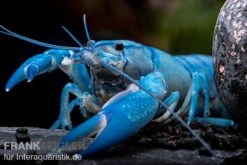 Blauer Yabby, Cherax Destructor "Blue Pearl" -Zoofachgeschäft Cherax destructor Blue Pearl 9