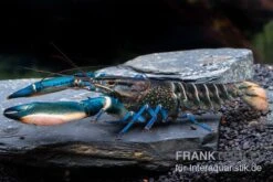 Cherax Sp. 'Blue Moon' Snake Skin -Zoofachgeschäft Cherax spec BLUE MOON SNAKE SKIN m