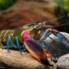 Blauer Kambuayakrebs, Cherax Spec. Kambuaya Creek Blue Claw -Zoofachgeschäft Cherax spec Kambuaya Creek Blue Claw 6