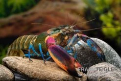 Blauer Kambuayakrebs, Cherax Spec. Kambuaya Creek Blue Claw