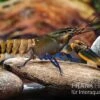 Roter Kambuayakrebs, Cherax Spec. Kambuaya Creek Red Claw -Zoofachgeschäft Cherax spec Kambuaya Creek Red Claw 2