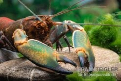 Cherax Sp. "Red Chilli Blue Claw'