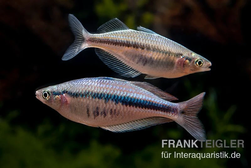 Wapoga-Regenbogenfisch, Chilatherina alleni "Wapoga", 5 Tiere Wapoga-Regenbogenfisch, Chilatherina Alleni "Wapoga", 5 Tiere -Zoofachgeschäft Chilaterina alleni Wapoga 12