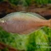 Blehers-Regenbogenfisch, Chilatherina Bleheri, 5 Tiere -Zoofachgeschäft Chilatherina bleheri 8