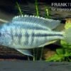 Schneckenfressender Buntbarsch, Chilotialapia Rhoadesii, DNZ 1 Schneckenfressender Buntbarsch, Chilotialapia Rhoadesii, DNZ -Zoofachgeschäft Chilotilapia rhoadesi