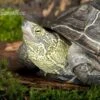 Chinesische Dreikielschildkröte, Mauremys Reevesii -Zoofachgeschäft Chinesische Dreikielschildkroete Mauremys reevesii1