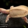 Chinesische Weichschildkröte Albino, Pelodiscus Sinensis 1 Chinesische Weichschildkröte Albino, Pelodiscus Sinensis -Zoofachgeschäft Chinesische Weichschildkroete albino Pelodiscus sinensis 1 jpg