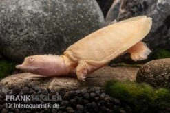 Zoofachgeschäft -Zoofachgeschäft Chinesische Weichschildkroete albino Pelodiscus sinensis 2 jpg