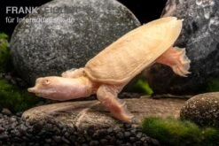 Chinesische Weichschildkröte Albino, Pelodiscus Sinensis -Zoofachgeschäft Chinesische Weichschildkroete albino Pelodiscus sinensis 3 jpg