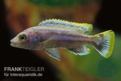 Chipoka Maulbrüter, Melanochromis Chipokae, DNZ -Zoofachgeschäft Chipoka Maulbrueter Melanochromis chipokae 2