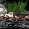 Froschwels Marmor, Clarias Batrachus -Zoofachgeschäft Clarias batrachus Marmor 11