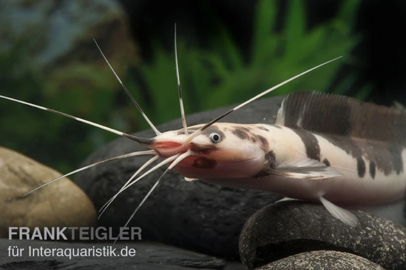 Froschwels marmor, Clarias batrachus Froschwels Marmor, Clarias Batrachus -Zoofachgeschäft Clarias batrachus Marmor 5