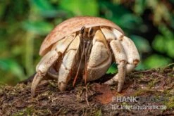 5 Kleine Landeinsiedlerkrebse, Coenobita Spec. -Zoofachgeschäft Coenobita White Tiger