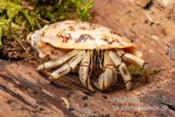 5 Kleine Landeinsiedlerkrebse, Coenobita Spec. -Zoofachgeschäft Coenobita White Tiger 8