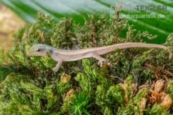 Conrau`s Zwerggecko, Lygodactylus Conraui 4 Conrau`s Zwerggecko, Lygodactylus Conraui -Zoofachgeschäft Conraus Zwerggecko Lygodactylus conraui 3