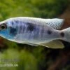 Copadichromis Chrysonotus F2, DNZ -Zoofachgeschäft Copadichromis chrysonotus