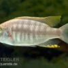 Copadichromis Virginalis Yellow Crest, DNZ -Zoofachgeschäft Copadichromis virginalis Yellow Crest