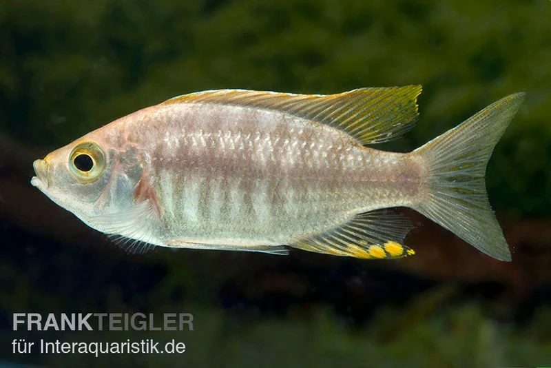 Copadichromis virginalis yellow crest, DNZ Copadichromis Virginalis Yellow Crest, DNZ -Zoofachgeschäft Copadichromis virginalis Yellow Crest