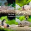 10x Panzerwels Im Mix, Corydoras Sp. 1 10x Panzerwels Im Mix, Corydoras Sp. -Zoofachgeschäft Corydoras Mix 1