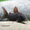 Schwarzer Metallpanzerwels, Corydoras Aeneus BLACK VENEZUELA, DNZ! -Zoofachgeschäft Corydoras aeneus BLACK VENEZUELA