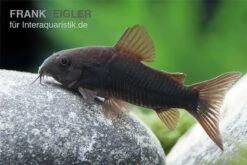 Schwarzer Metallpanzerwels, Corydoras Aeneus BLACK VENEZUELA, DNZ! -Zoofachgeschäft Corydoras aeneus BLACK VENEZUELA 6