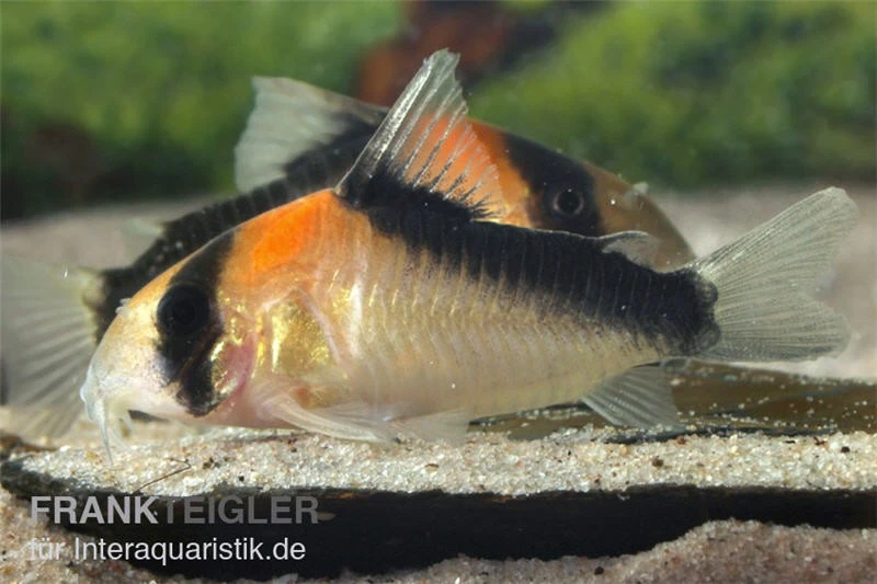 Kupferfleck-Panzerwels, Corydoras duplicareus Kupferfleck-Panzerwels, Corydoras Duplicareus -Zoofachgeschäft Corydoras duplicareus
