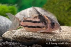 Corydoras Aff. Bifasciatus CW 127 "Super Parallelus" -Zoofachgeschäft Corydoras sp aff parallelus CW127 11