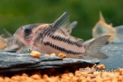 Corydoras Aff. Bifasciatus CW 127 "Super Parallelus" -Zoofachgeschäft Corydoras sp aff parallelus CW127 3