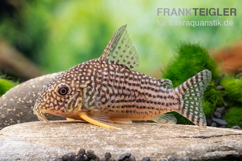 Sterbas Panzerwels, Corydoras sterbai Sterbas Panzerwels, Corydoras Sterbai -Zoofachgeschäft Corydoras sterbai 4