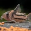 Corydoras Aff. Bifasciatus CW 127 "Super Parallelus" 2 Corydoras Aff. Bifasciatus CW 127 "Super Parallelus" -Zoofachgeschäft Corydorus aff bifasciatus CW 127 Super Parallelus