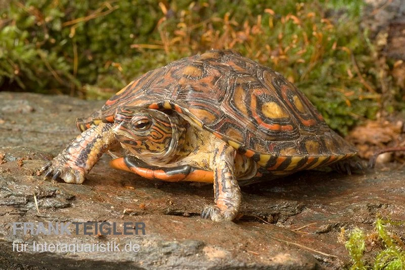 Costa-Rica-Pracht-Erdschildkröte, Rhinoclemmys pulcherrima manni Costa-Rica-Pracht-Erdschildkröte, Rhinoclemmys Pulcherrima Manni -Zoofachgeschäft Costa Rica Pracht Erdschildkroet Rhinoclemmys pulcherrima manni 2