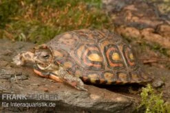 Costa-Rica-Pracht-Erdschildkröte, Rhinoclemmys Pulcherrima Manni 4 Costa-Rica-Pracht-Erdschildkröte, Rhinoclemmys Pulcherrima Manni -Zoofachgeschäft Costa Rica Pracht Erdschildkroet Rhinoclemmys pulcherrima manni 3
