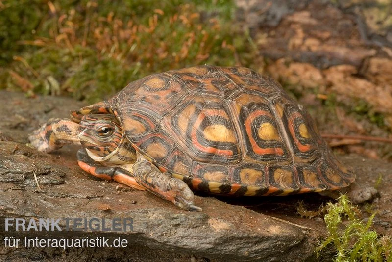 Costa-Rica-Pracht-Erdschildkröte, Rhinoclemmys pulcherrima manni Costa-Rica-Pracht-Erdschildkröte, Rhinoclemmys Pulcherrima Manni -Zoofachgeschäft Costa Rica Pracht Erdschildkroet Rhinoclemmys pulcherrima manni 3
