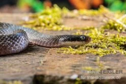 Herald-Schlange, Crotaphopeltis Hotamboeia -Zoofachgeschäft Crotaphopeltis hotamboeia 3