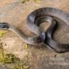 Herald-Schlange, Crotaphopeltis Hotamboeia -Zoofachgeschäft Crotaphopeltis hotamboeia 8