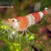 Bundle: 10x Crystal Red Garnele, Caridina Logemanni + Moos 1 Bundle: 10x Crystal Red Garnele, Caridina Logemanni + Moos -Zoofachgeschäft Crystal Red Garnele caridina logemanni