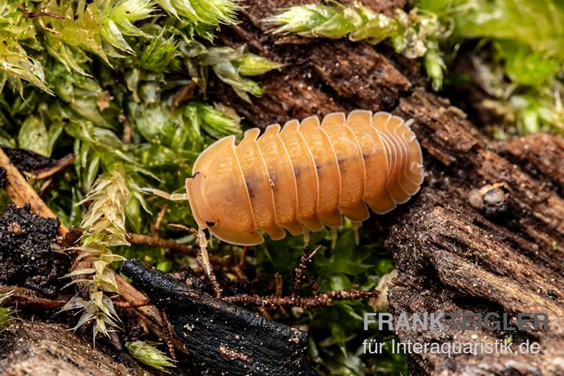 Mandarin-Assel, Cubaris sp. “RubberduckyMandarin” Mandarin-Assel, Cubaris Sp. “RubberduckyMandarin” -Zoofachgeschäft Cubaris sp Rubberducky Mandarin Assel