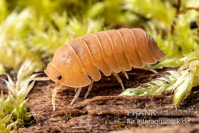 Mandarin-Assel, Cubaris sp. “RubberduckyMandarin” Mandarin-Assel, Cubaris Sp. “RubberduckyMandarin” -Zoofachgeschäft Cubaris sp RubberduckyMandarin