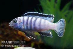 Sechsstreifen-Tilapia, Cynotilapia Afra "Jalo Reef", DNZ -Zoofachgeschäft Cynotilapia afra 2