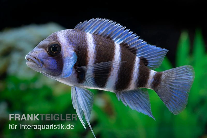 Beulenkopfcichlide Blue Zaire Mboba, Cyphotilapia frontosa Blue Zaire Mboba Beulenkopfcichlide Blue Zaire Mboba, Cyphotilapia Frontosa Blue Zaire Mboba -Zoofachgeschäft Cyphotilapia frontosa BLUE ZAIRE MBOBA 6