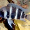 Beulenkopf-Cichlide Blue Mpimbwe, Cyphotilapia Frontosa Blue Mpimbwe 1 Beulenkopf-Cichlide Blue Mpimbwe, Cyphotilapia Frontosa Blue Mpimbwe -Zoofachgeschäft Cyphotilapia frontosa Mpimbwe