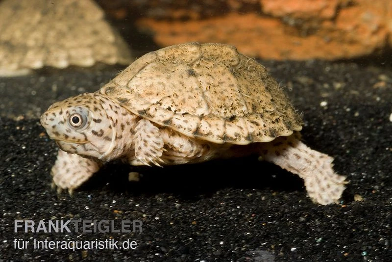 Dach-Moschusschildkröte, Sternotherus carinatus Dach-Moschusschildkröte, Sternotherus Carinatus -Zoofachgeschäft Dach Moschusschildkroete Sternotherus carinatus 1 1