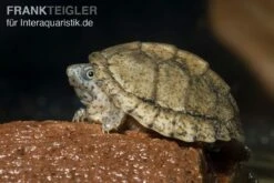 Dach-Moschusschildkröte, Sternotherus Carinatus 4 Dach-Moschusschildkröte, Sternotherus Carinatus -Zoofachgeschäft Dach Moschusschildkroete Sternotherus carinatus 3 1
