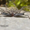 Geisselspinne, Damon Diadema -Zoofachgeschäft Damon diadema Geisselspinne