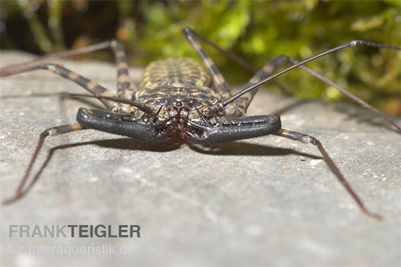 Geisselspinne, Damon diadema Geisselspinne, Damon Diadema -Zoofachgeschäft Damon diadema Geisselspinne