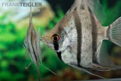 Dantum-Skalar, Pterophyllum Altum X Scalare -Zoofachgeschäft Dantum Skalar Pterophyllum altum x scalare 2