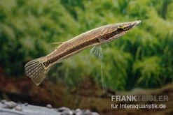 Diamant-Hechtkopf, Luciocephalus Aura -Zoofachgeschäft Diamant Hechtkopf Luciocephalus aura neu 1