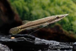 Diamant-Hechtkopf, Luciocephalus Aura -Zoofachgeschäft Diamant Hechtkopf Luciocephalus aura neu 2