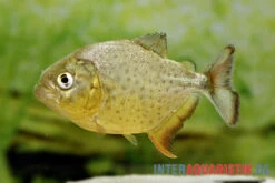 Diamant-Piranha, Pygocentrus Ternetzi -Zoofachgeschäft Diamant Piranha Pygocentrus ternetzi 2