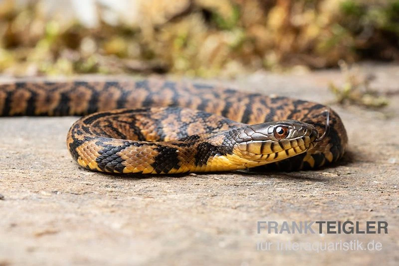 Diamant-Schwimmnatter, Nerodia rhombifer Diamant-Schwimmnatter, Nerodia Rhombifer -Zoofachgeschäft Diamant Schwimmnatter Nerodia rhombifer 1